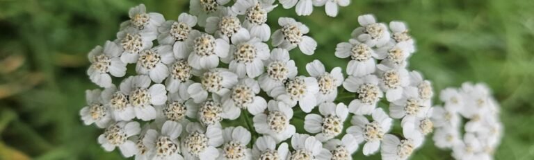 Common Yarrow